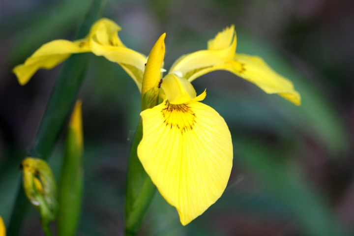 Iris pseudoacorus - giaggiolo